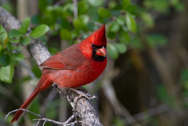 Rotkardinal Cardinalis cardinalis Northern Cardinal